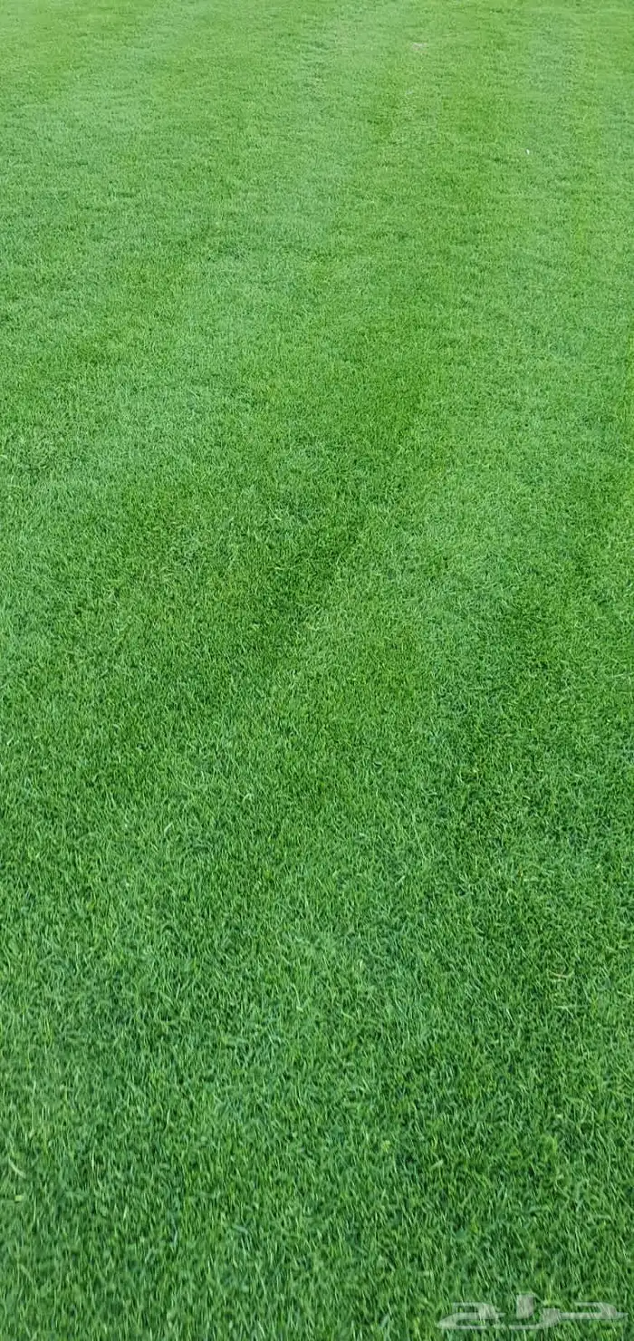 نجيله طبيعي ثيل طبيعي 6