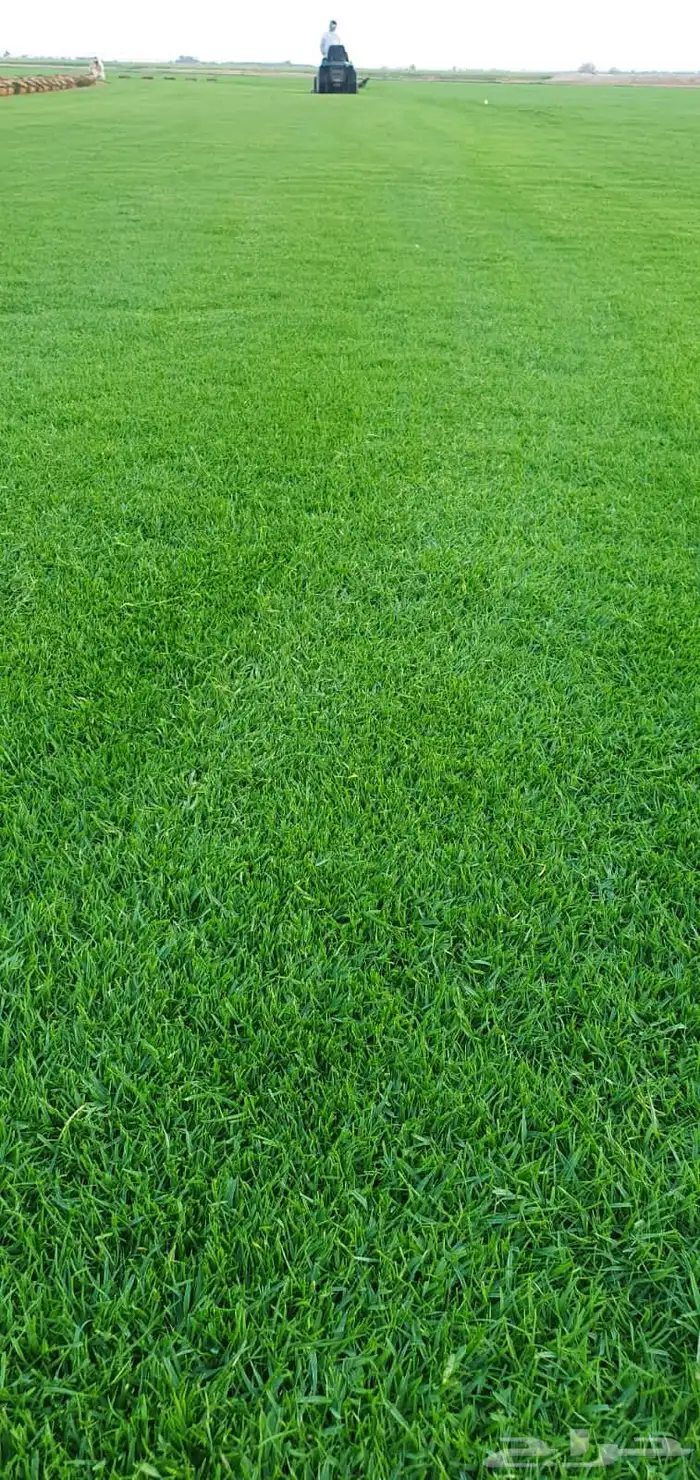 نجيله طبيعي ثيل طبيعي 7