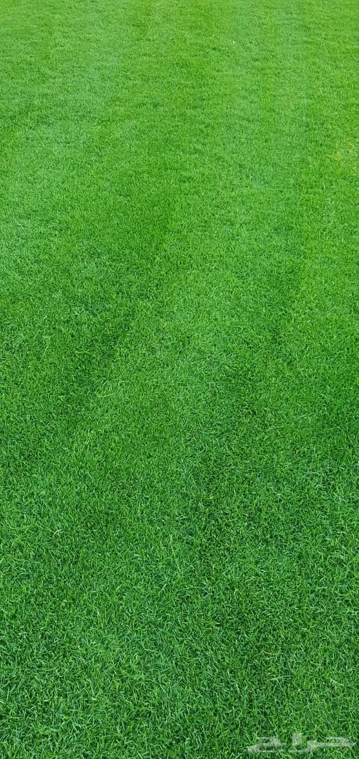 نجيله طبيعي ثيل طبيعي 5