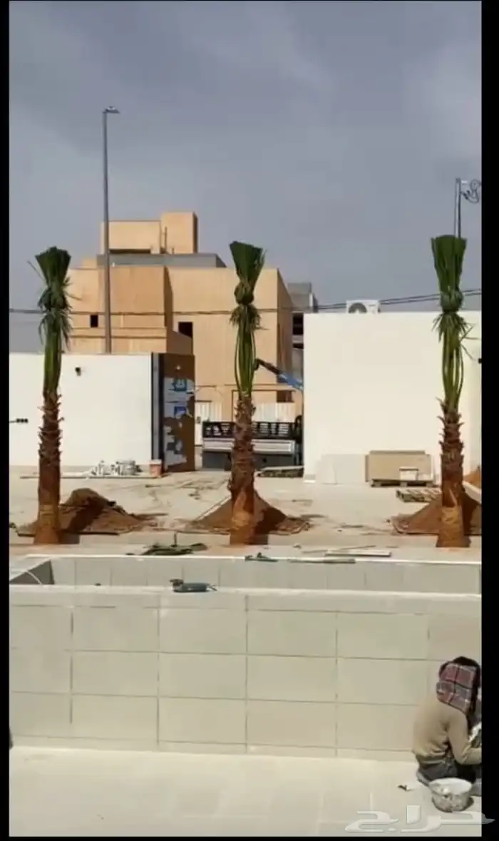 نخيل طيب انوع فاخره 0