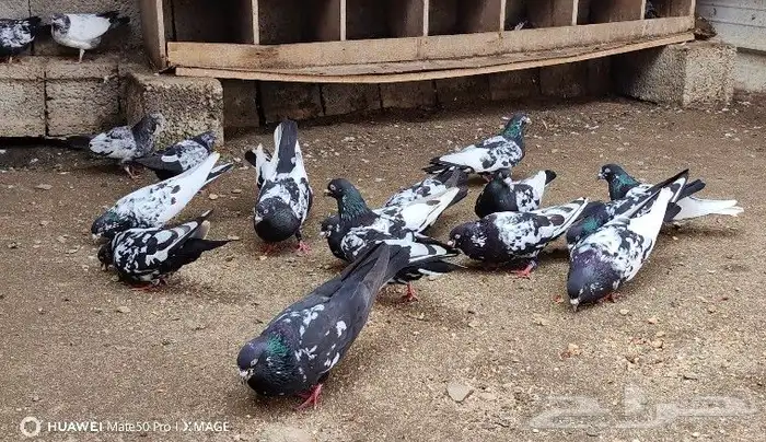 حمام هندي كالوشام طيور مميزة 0