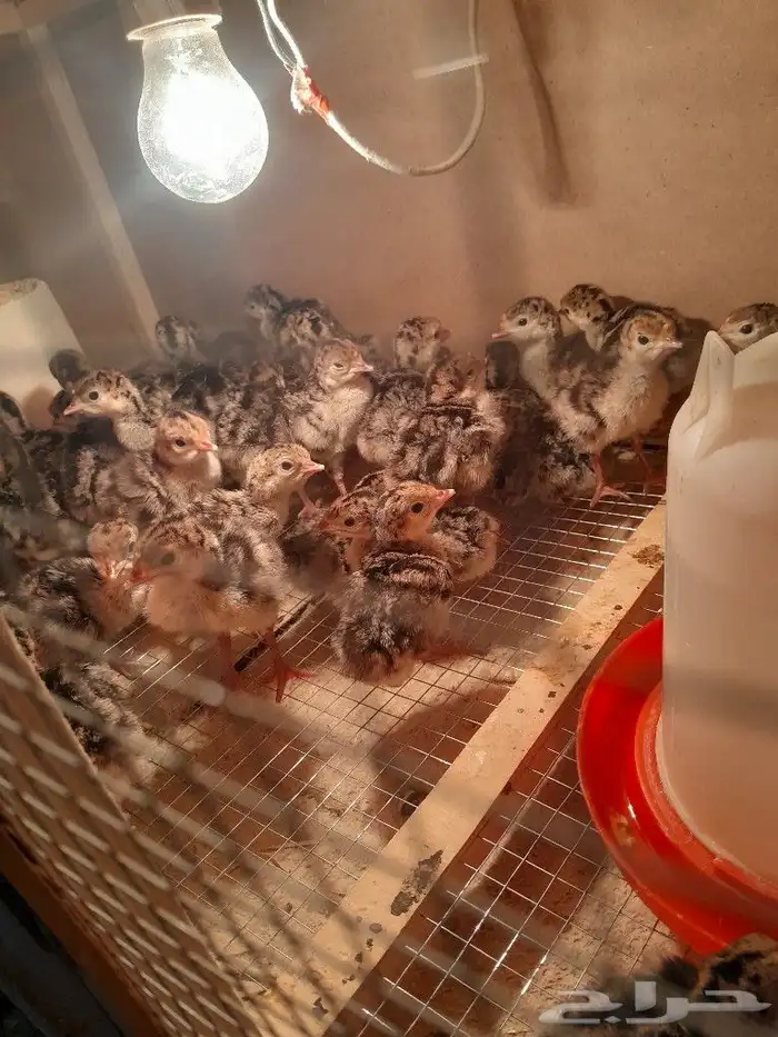 يوجد البط بكيني يوجد رومي صغير يوجد دجاج فرنسي 0