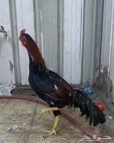 ديك باكستاني مطور index