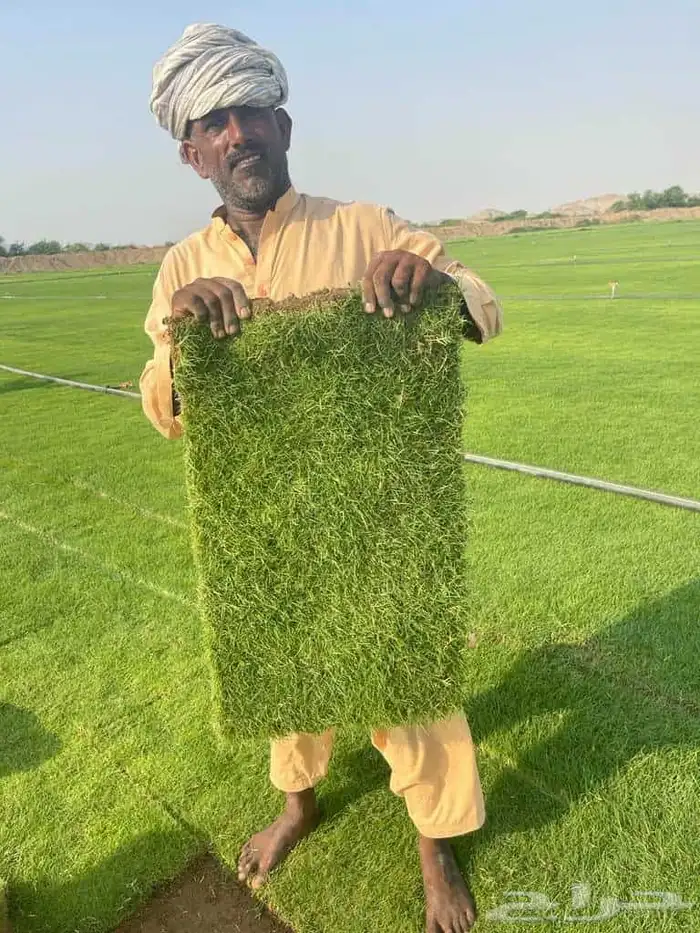 نجيل طبيعي 0