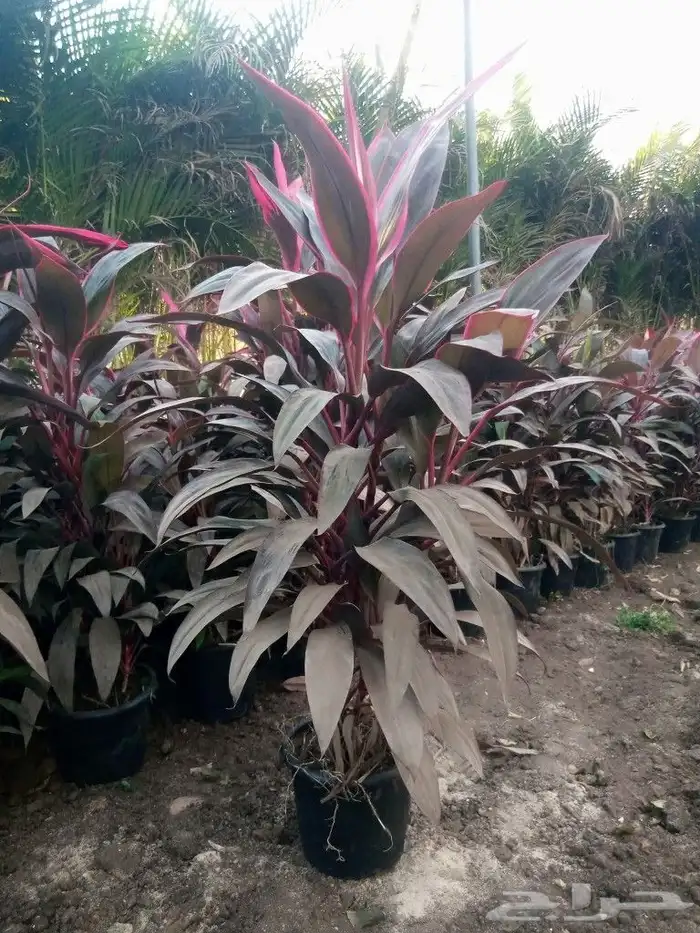 يوجد جميع انواع الاشجار والنباتات خرجي ودخلي 7