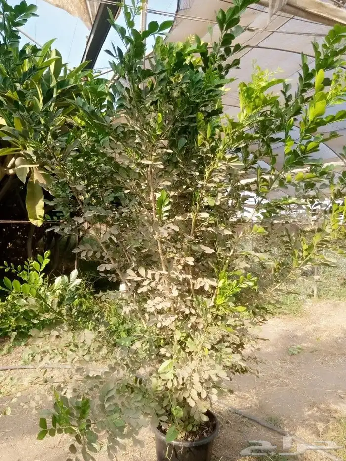 يوجد جميع انواع الاشجار والنباتات خرجي ودخلي 6