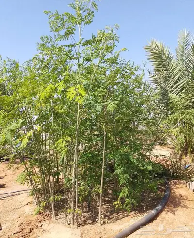 مطلوب مزرعة أو استراحة للايجار index