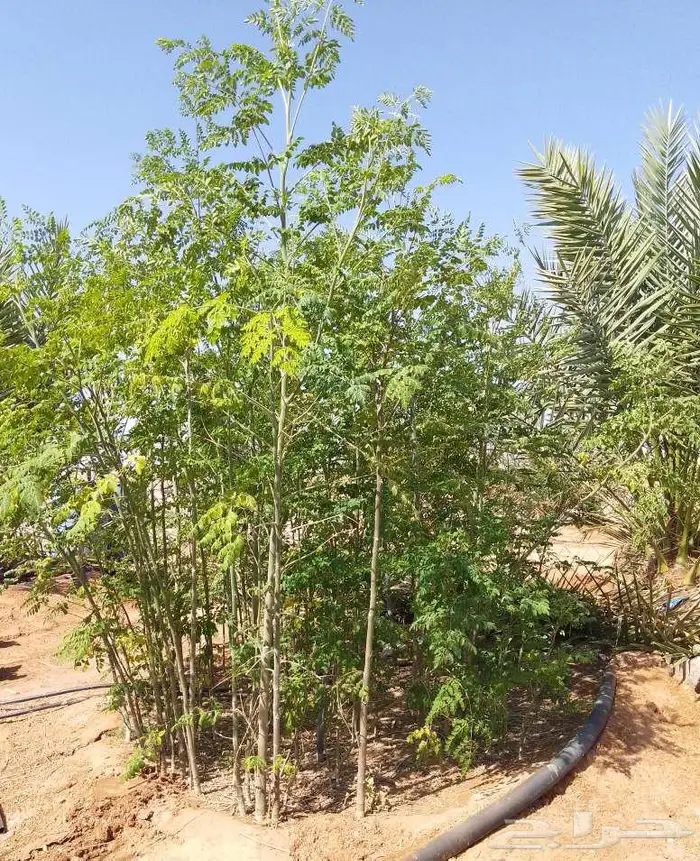 مطلوب مزرعة أو استراحة للايجار 0