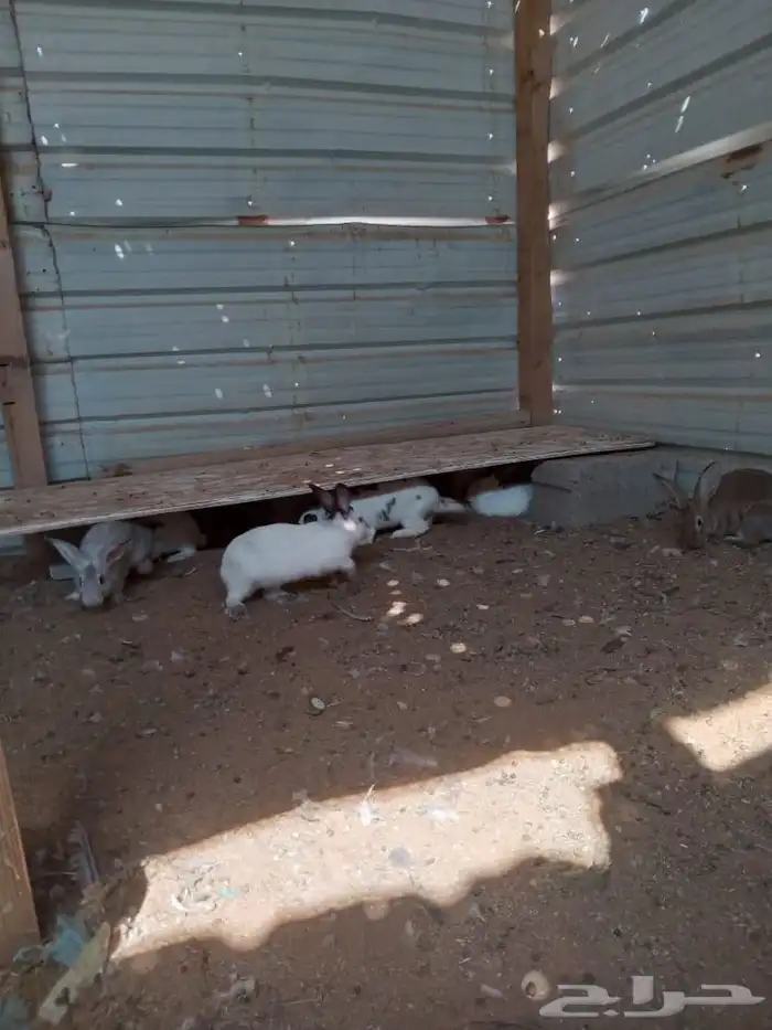 أرانب بلدي وفرنسي 1