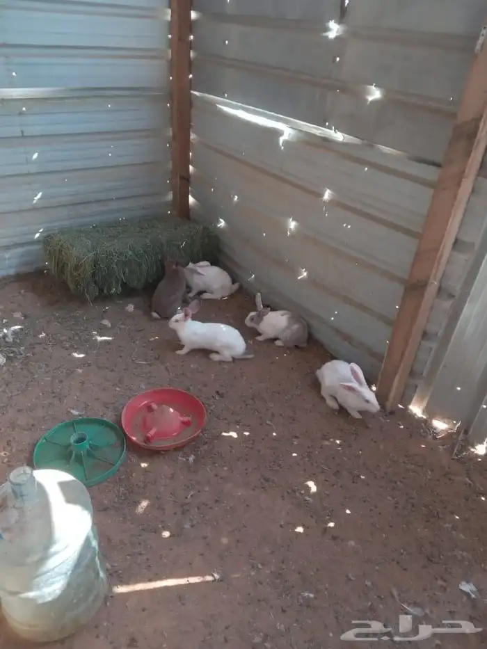 أرانب بلدي وفرنسي 2