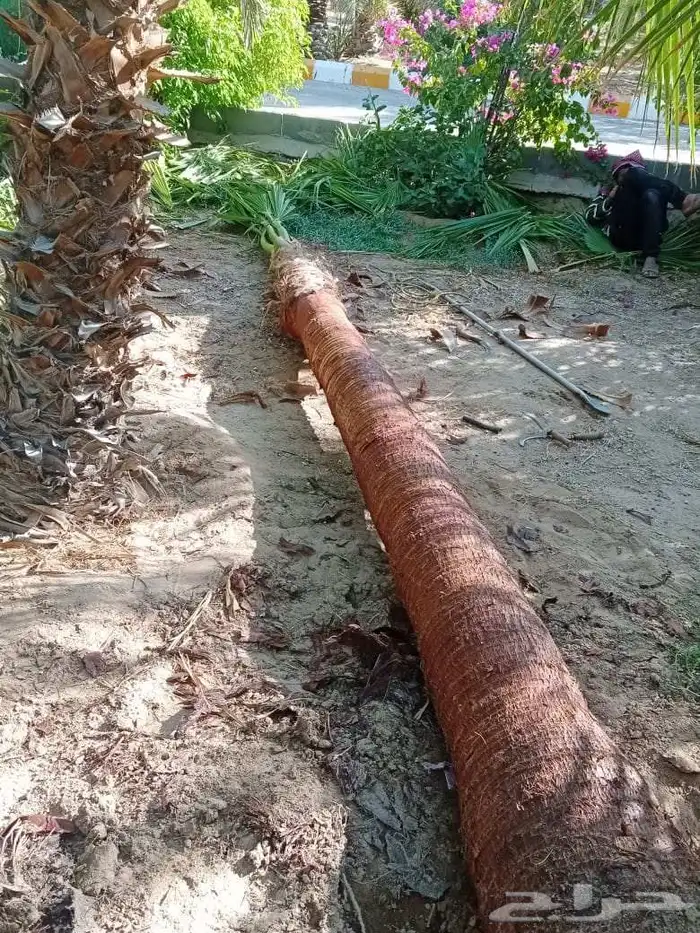 جميع انواع النخيل متوفر وجميع انواع الشبوك 3