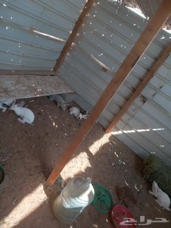 أرانب بلدي وفرنسي 3