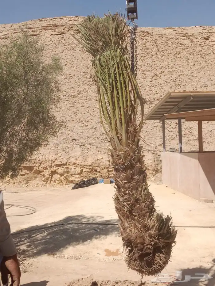 توريد وزراعة جميع انواع النخيل القصيم بريدة 7