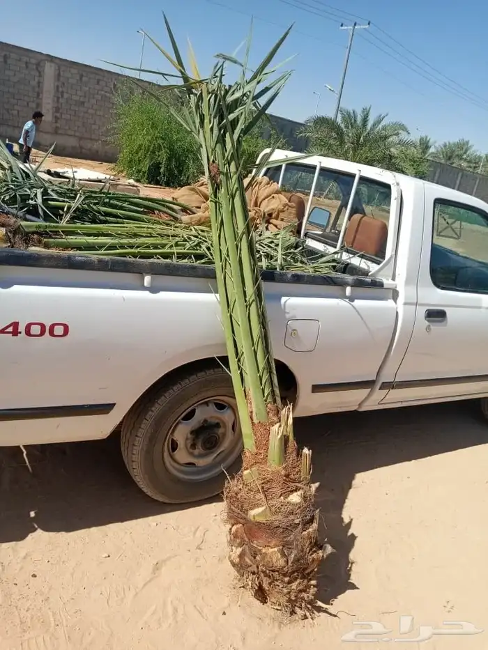 نخيل طيب انوع فاخره 3