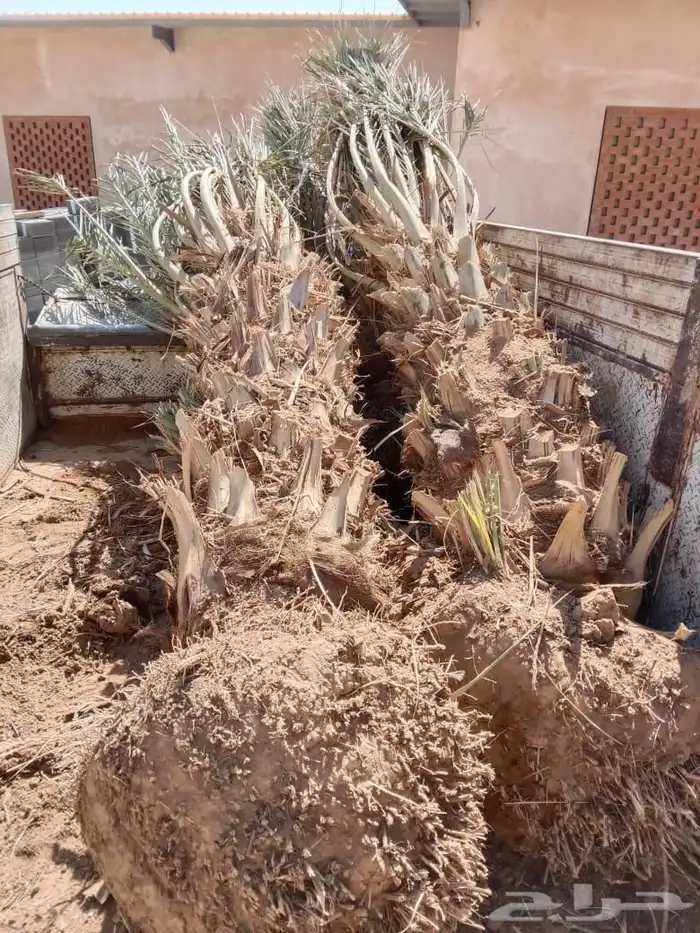 توريد وزراعة جميع انواع النخيل القصيم بريدة 4