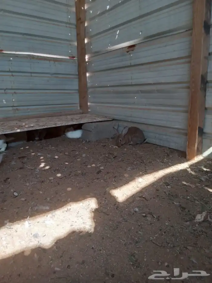 أرانب بلدي وفرنسي 5