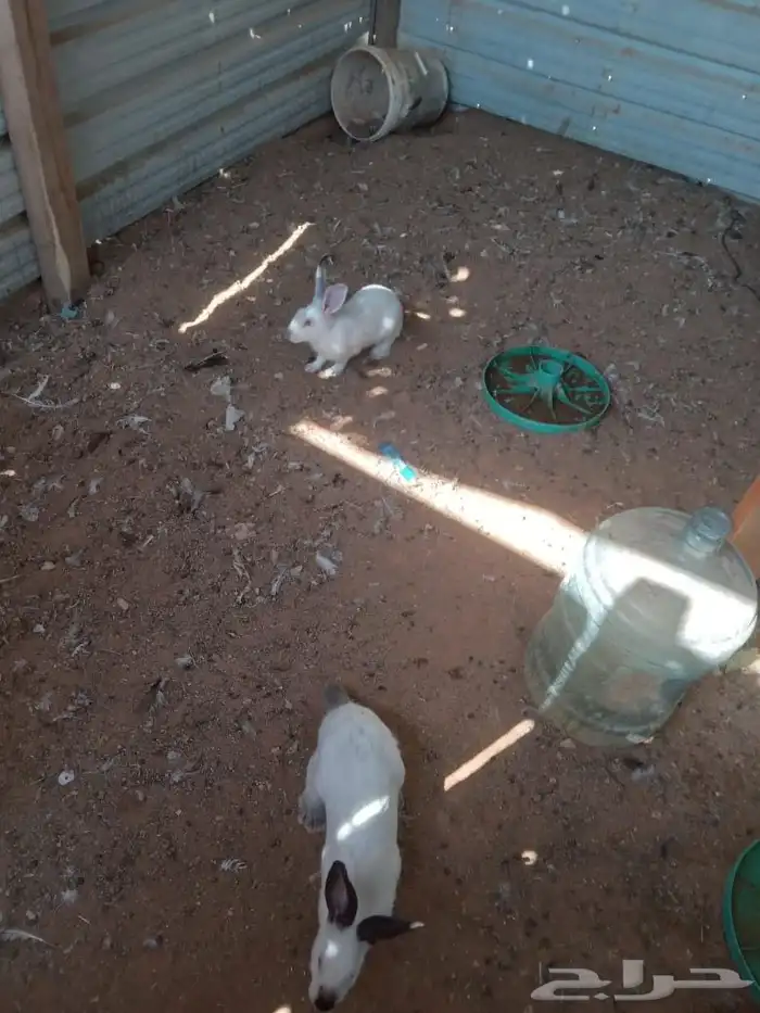 أرانب بلدي وفرنسي 4