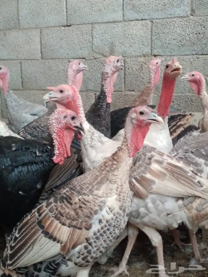 دجاج حبشي ألوان وأنواع دواجن رومي وز بط دجاج 6