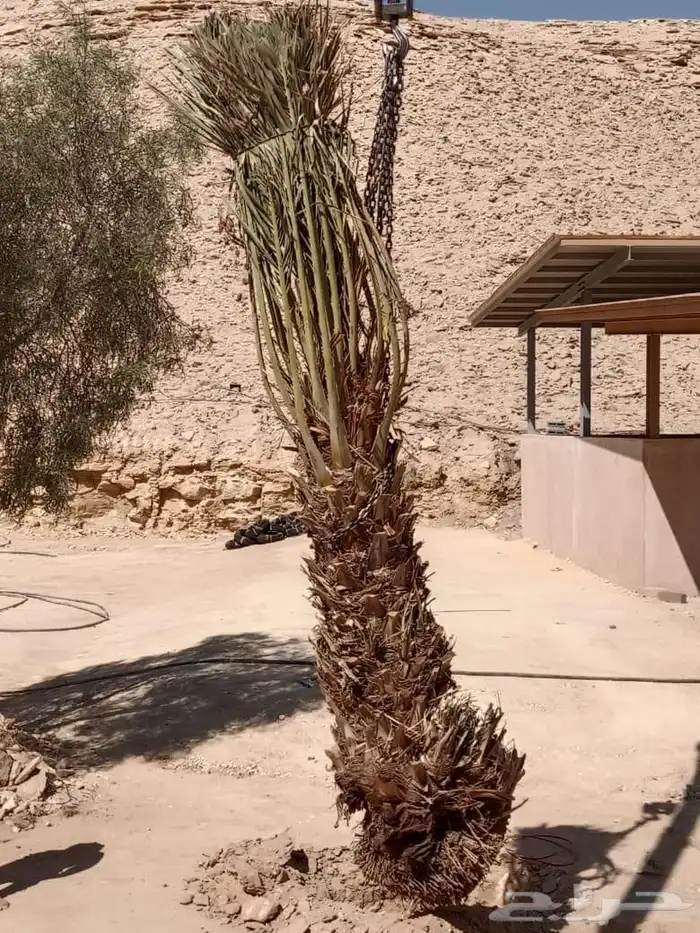 توريد وزراعة جميع انواع النخيل القصيم بريدة 5