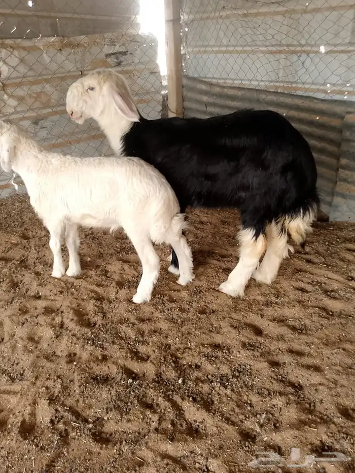 رخل نجديه صنف 0