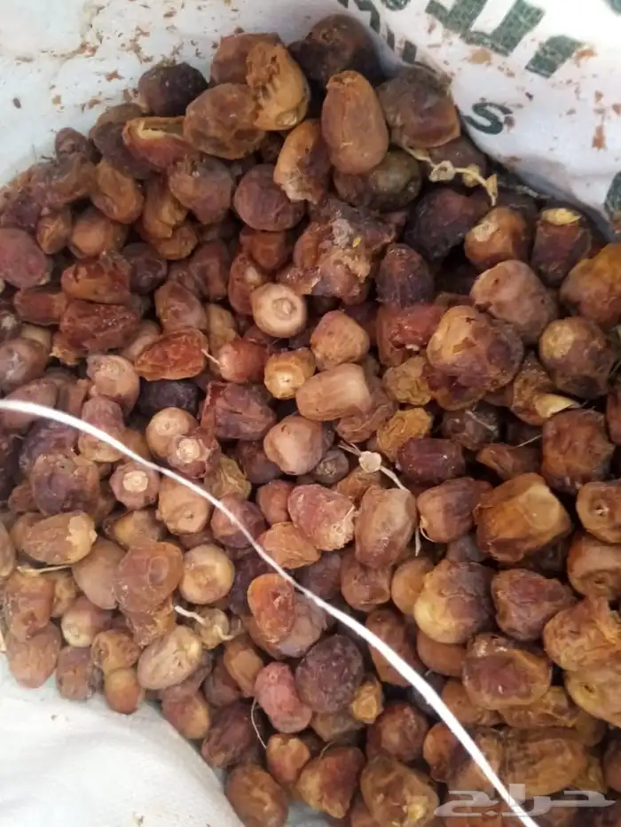 تمر علف للمواشي 45 كيس يابس 1