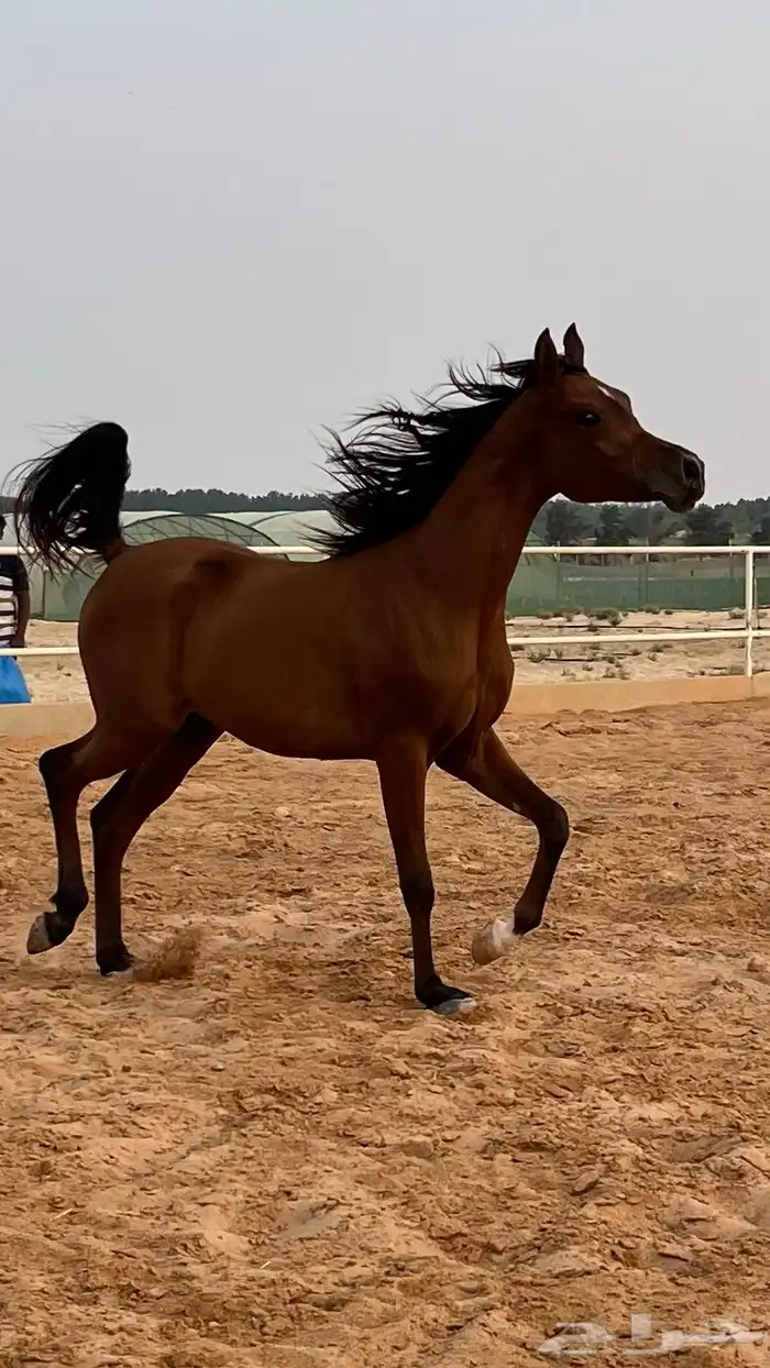 مهر واهو ابن دومنيك ام 0