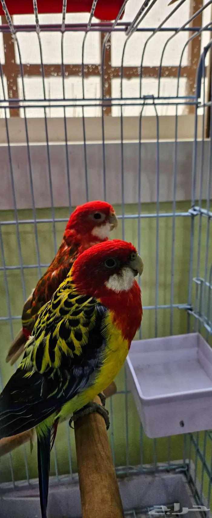 زوج روزيلا 0