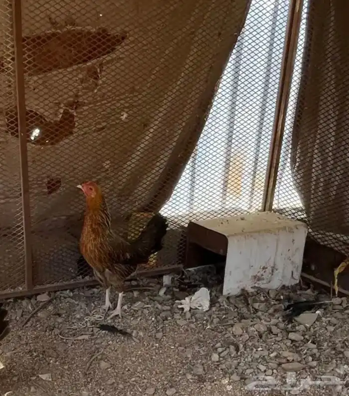 سلام دجاج عربي ديك مكنتوش دجاجه ذهبيه عربي اصيل و دجاجه شوك 1