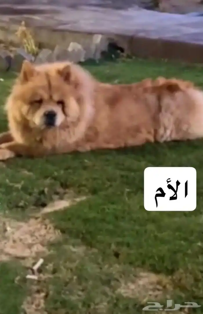 للبيع كلابه تشاو تشاو بيور بيور الأصل والحجم ماشاءالله 7