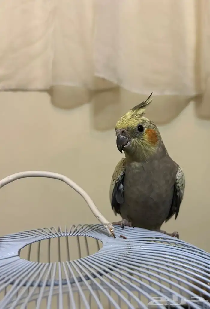 بغباء كروان للبيع على السوم 0