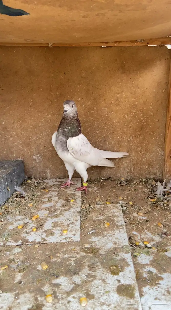 حمام باكستاني لاكا 0