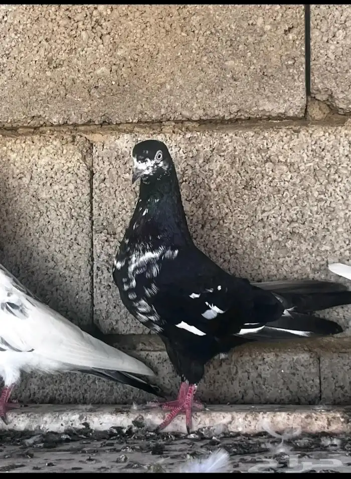 زوج باكستاني و 3 فارايد ذكرين واحد لاكا وواحد رام ذكر قطيفي 5