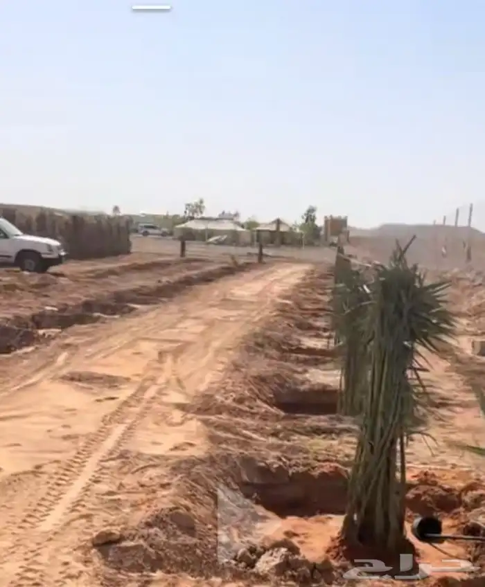 نخيل طيب انوع فاخره 6