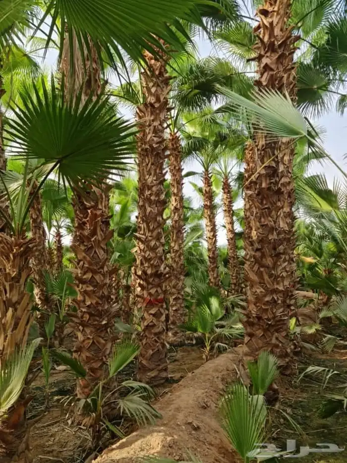 زراعه نخيل واشنطنيا زينه جميع انواع المقاسات 7