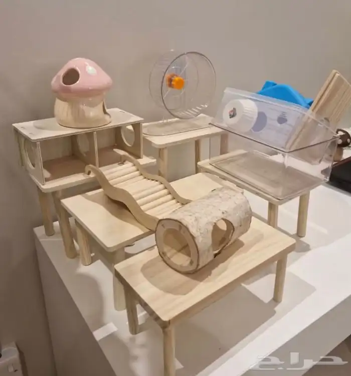 هامسترين روسيين 4