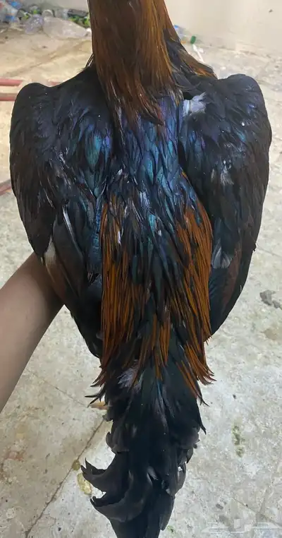 ديك باكستاني مطور index