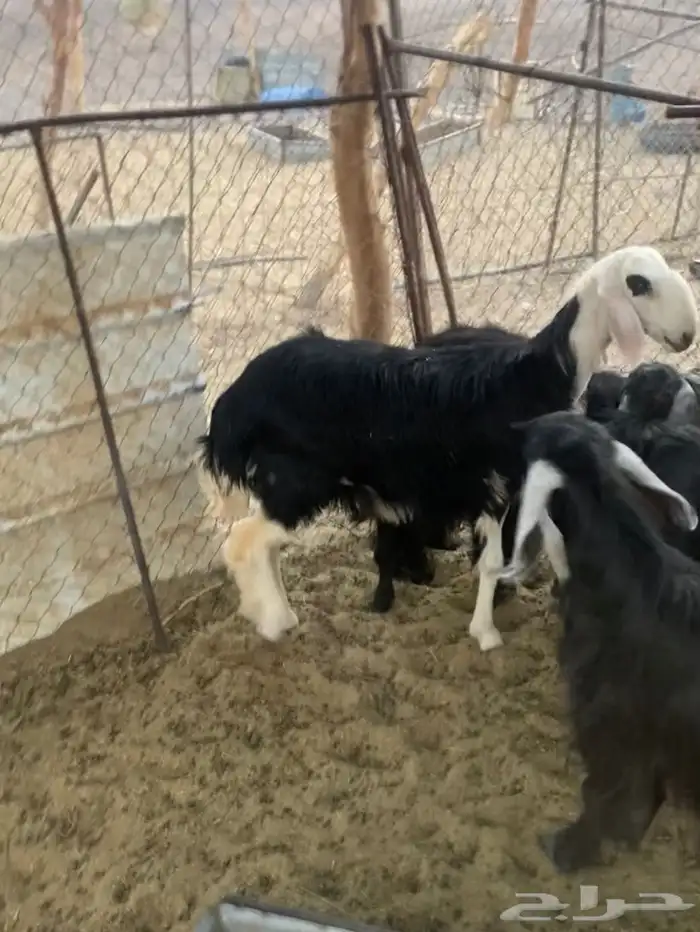 العلا وقير 0