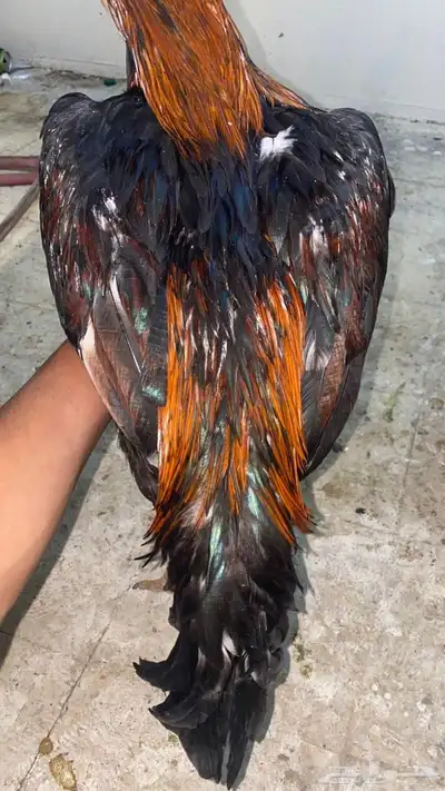 ديك باكستاني مطور index