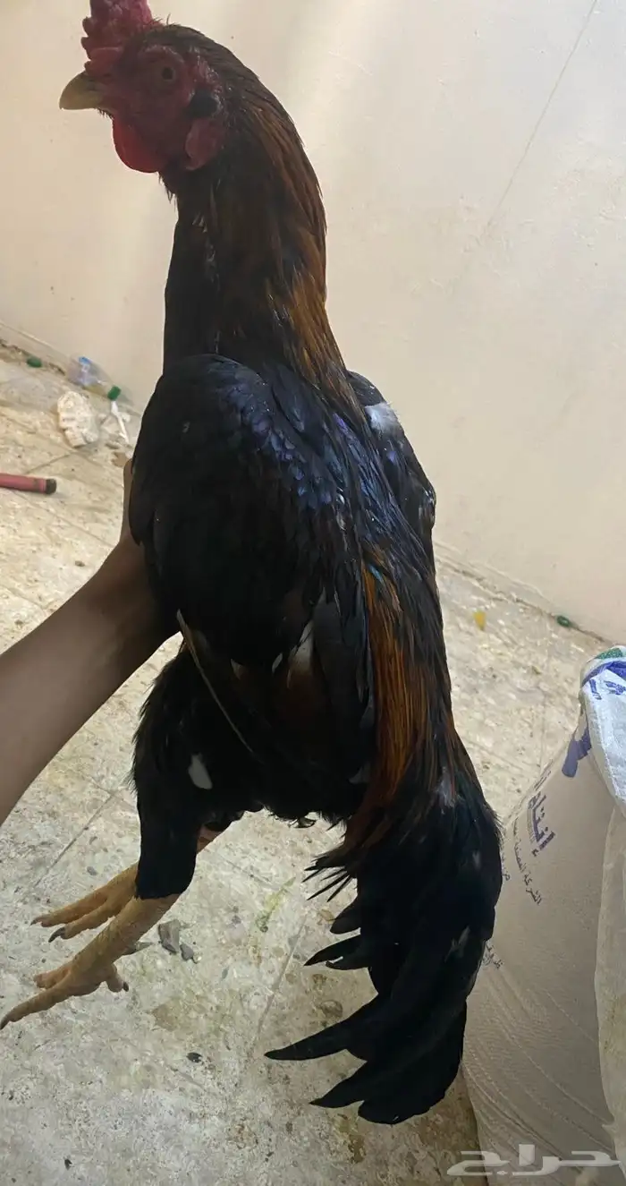 ديك باكستاني مطور 4