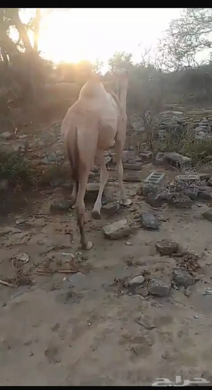 قعود وبكره اعمارهم من 5 شهور 1