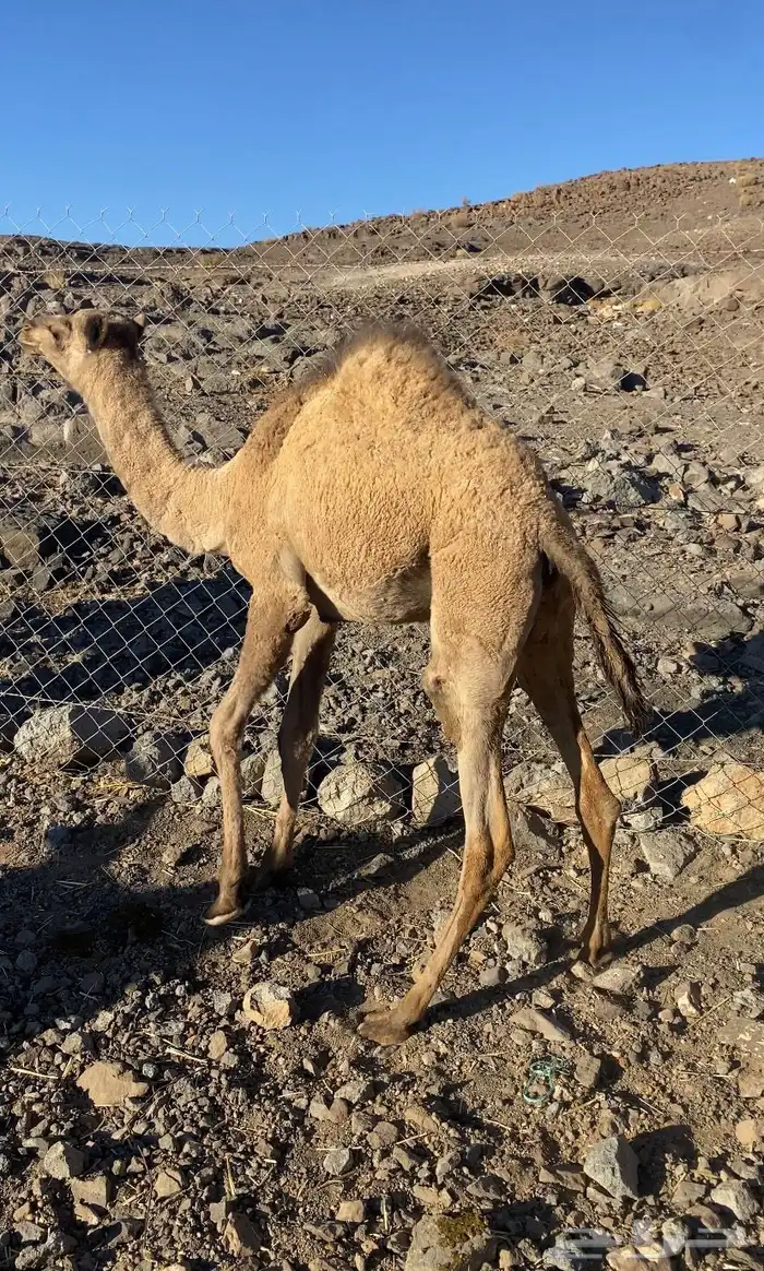 للبيع بكره لحم 0