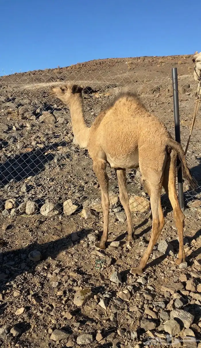 للبيع بكره لحم 1