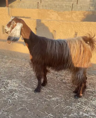 رباع فاخره وطيبه 0