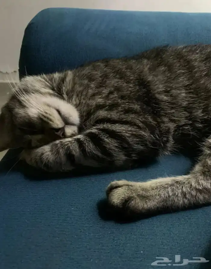 قط للتبني العاجل 1