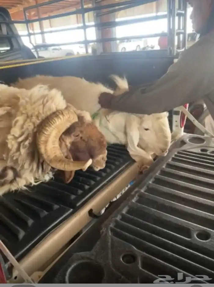 فحل نعيم سديس 1