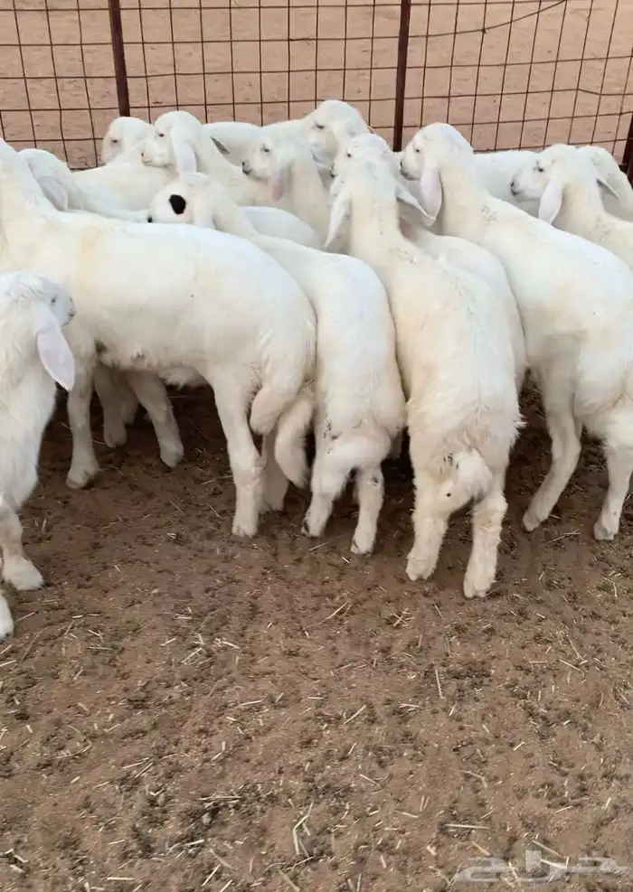 بهم تربيه طليان حري 0