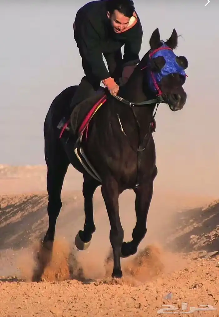 حصان انتاج 2