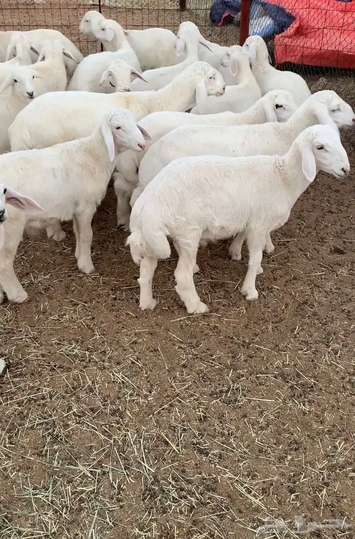 بهم تربيه طليان حري 2