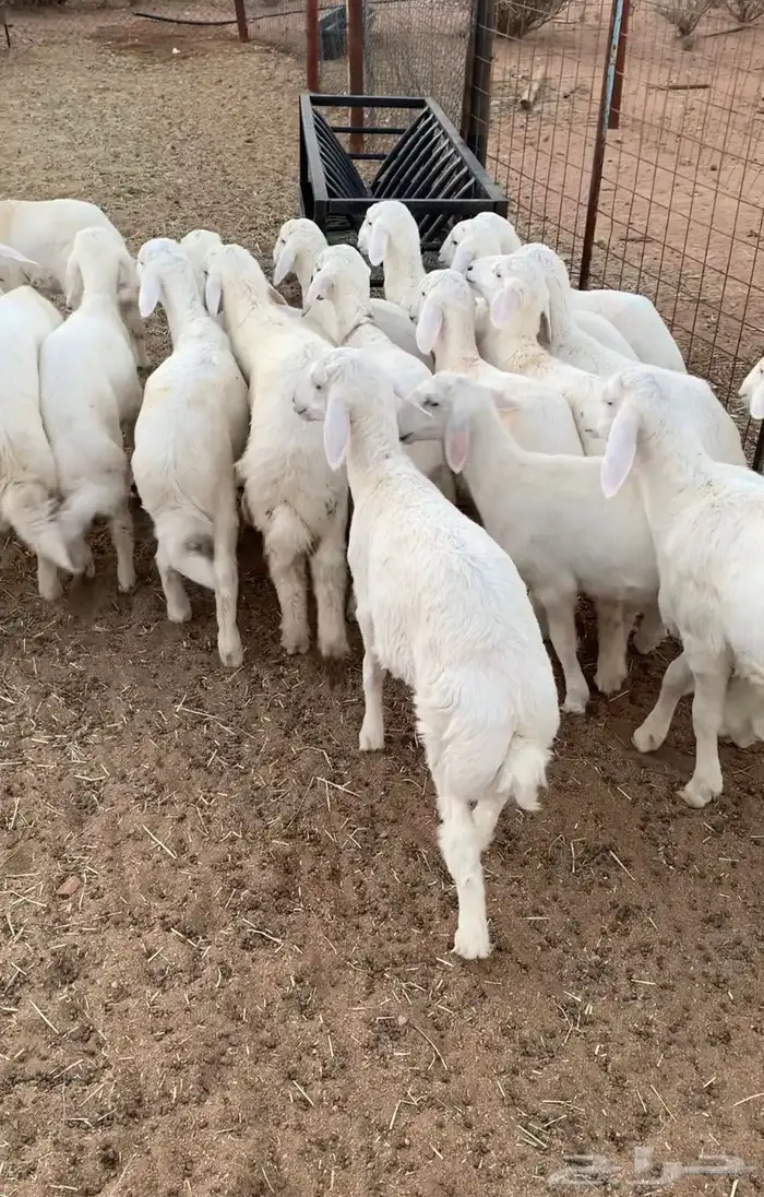 بهم تربيه طليان حري 1