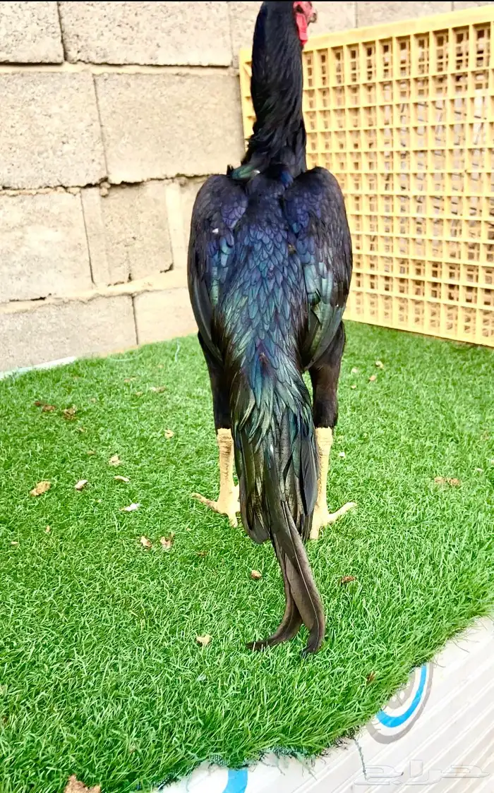 تم البيع اسال ان يبارك لمن شراء 4